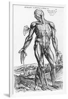 Anatomical Study, Illustration from "De Humani Corporis Fabrica", 1543-Andreas Vesalius-Framed Giclee Print