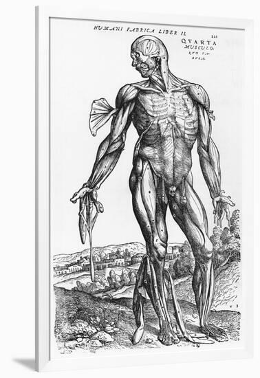 Anatomical Study, Illustration from "De Humani Corporis Fabrica", 1543-Andreas Vesalius-Framed Giclee Print