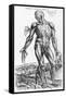 Anatomical Study, Illustration from "De Humani Corporis Fabrica", 1543-Andreas Vesalius-Framed Stretched Canvas