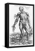 Anatomical Study, Illustration from "De Humani Corporis Fabrica", 1543-Andreas Vesalius-Framed Stretched Canvas