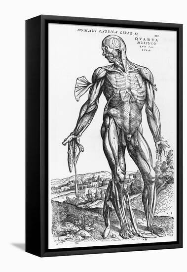 Anatomical Study, Illustration from "De Humani Corporis Fabrica", 1543-Andreas Vesalius-Framed Stretched Canvas