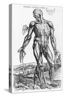 Anatomical Study, Illustration from "De Humani Corporis Fabrica", 1543-Andreas Vesalius-Stretched Canvas