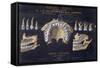 Anatomical Wallchart of the Teeth-null-Framed Stretched Canvas