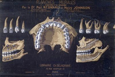 ‘Anatomical Wallchart of the Teeth’ Giclee Print | AllPosters.com