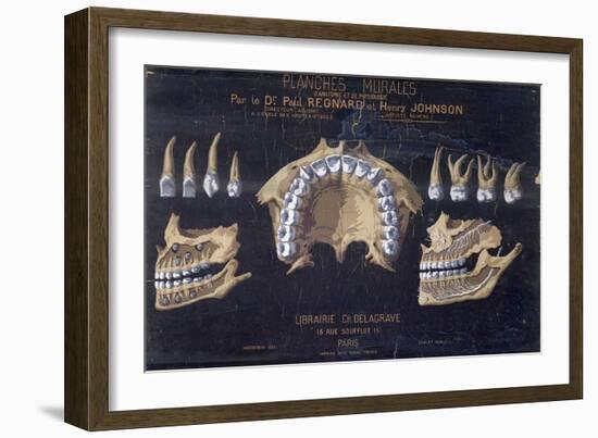 Anatomical Wallchart of the Teeth-null-Framed Giclee Print