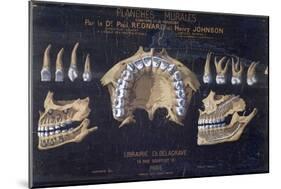 Anatomical Wallchart of the Teeth-null-Mounted Giclee Print