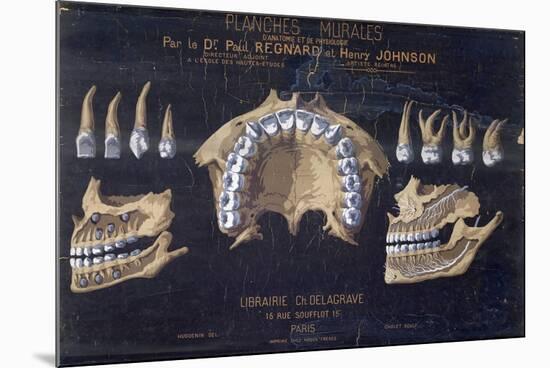 Anatomical Wallchart of the Teeth-null-Mounted Giclee Print