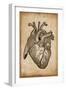 Anatomy 008-Vintage Lavoie-Framed Giclee Print