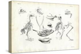 Anatomy, 1863-79-Raimundo Petraroja-Stretched Canvas