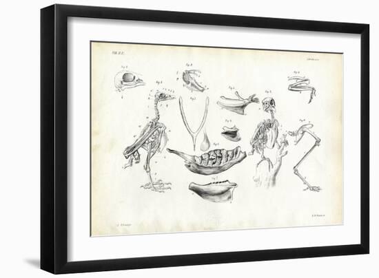 Anatomy, 1863-79-Raimundo Petraroja-Framed Giclee Print