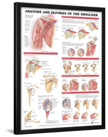 'Anatomy And Injuries Of The Shoulder Anatomical Chart Poster' Poster