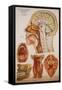 Anatomy Charts-null-Framed Stretched Canvas