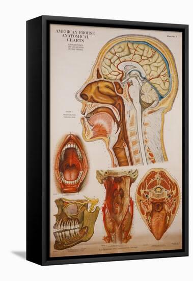 Anatomy Charts-null-Framed Stretched Canvas