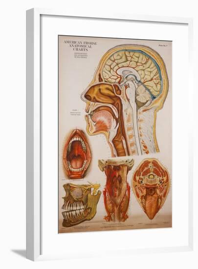 Anatomy Charts-null-Framed Giclee Print