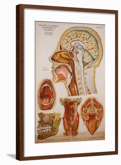 Anatomy Charts-null-Framed Giclee Print