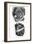 Anatomy, Kidneys 18th C-null-Framed Art Print