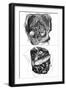Anatomy, Kidneys 18th C-null-Framed Art Print