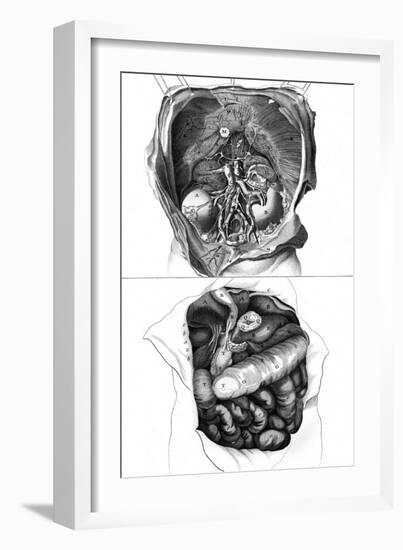 Anatomy, Kidneys 18th C-null-Framed Art Print