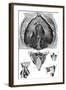 Anatomy, Larynx, Diaphragm-null-Framed Art Print