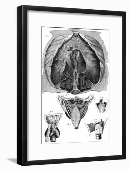 Anatomy, Larynx, Diaphragm-null-Framed Art Print