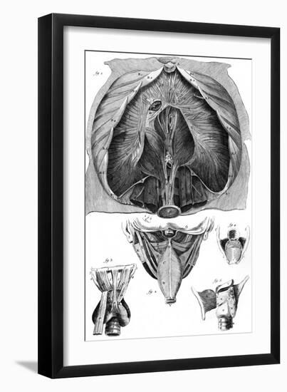 Anatomy, Larynx, Diaphragm-null-Framed Art Print