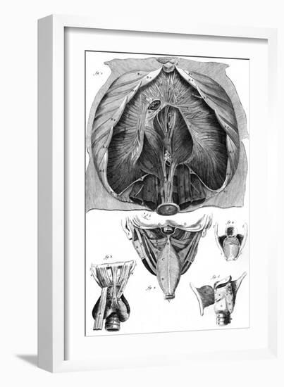 Anatomy, Larynx, Diaphragm-null-Framed Art Print