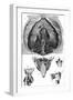 Anatomy, Larynx, Diaphragm-null-Framed Art Print