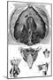 Anatomy, Larynx, Diaphragm-null-Mounted Art Print