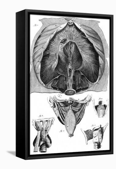 Anatomy, Larynx, Diaphragm-null-Framed Stretched Canvas