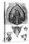 Anatomy, Larynx, Diaphragm-null-Stretched Canvas