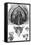 Anatomy, Larynx, Diaphragm-null-Framed Stretched Canvas