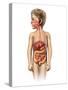 Anatomy of a Child's Full Digestive System-null-Stretched Canvas