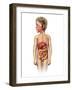 Anatomy of a Child's Full Digestive System-null-Framed Art Print