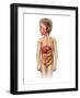 Anatomy of a Child's Full Digestive System-null-Framed Art Print