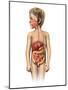 Anatomy of a Child's Full Digestive System-null-Mounted Art Print