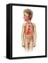 Anatomy of a Child's Full Respiratory System-null-Framed Stretched Canvas