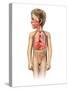 Anatomy of a Child's Full Respiratory System-null-Stretched Canvas