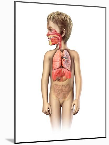 Anatomy of a Child's Full Respiratory System-null-Mounted Art Print