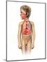 Anatomy of a Child's Full Respiratory System-null-Mounted Art Print