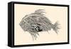 Anatomy of a Fish. Robot Spiked Fish.-RYGER-Framed Stretched Canvas