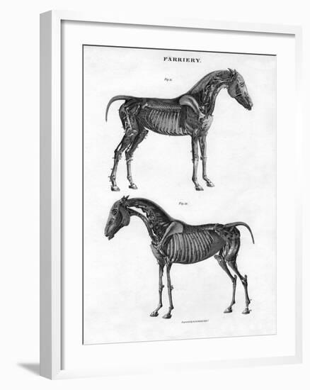 Anatomy of a Horse, 19th Century-Archibald Webb-Framed Giclee Print