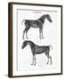 Anatomy of a Horse, 19th Century-Archibald Webb-Framed Giclee Print