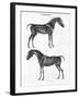 Anatomy of a Horse, 19th Century-Archibald Webb-Framed Giclee Print