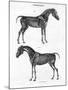 Anatomy of a Horse, 19th Century-Archibald Webb-Mounted Giclee Print
