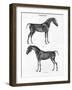Anatomy of a Horse, 19th Century-Archibald Webb-Framed Giclee Print