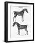 Anatomy of a Horse, 19th Century-Archibald Webb-Framed Giclee Print