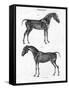 Anatomy of a Horse, 19th Century-Archibald Webb-Framed Stretched Canvas