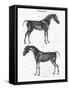 Anatomy of a Horse, 19th Century-Archibald Webb-Framed Stretched Canvas