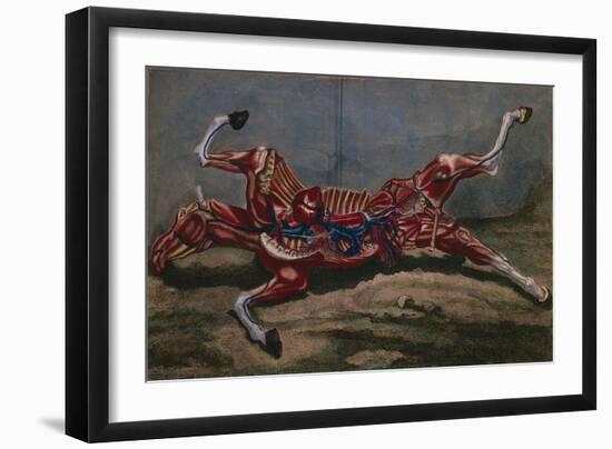 Anatomy of a Horse, from 'Cours D'Hippiatrique Ou Traite Complet De La Medecine Des Chevaux'-Harguinier-Framed Giclee Print