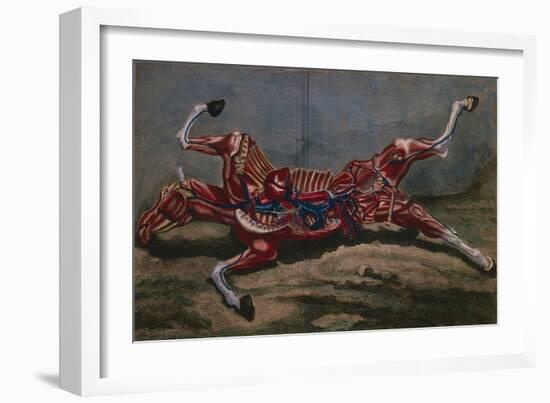 Anatomy of a Horse, from 'Cours D'Hippiatrique Ou Traite Complet De La Medecine Des Chevaux'-Harguinier-Framed Giclee Print